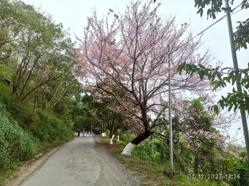 Main Celebration of Hraisua (Cherry Blossom) Festival 2022